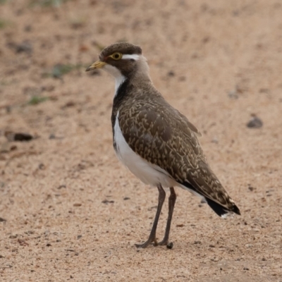 Vanellus tricolor (Banded Lapwing) at Rendezvous Creek, ACT - 8 Oct 2019 by rawshorty