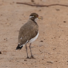 Vanellus tricolor at Rendezvous Creek, ACT - 8 Oct 2019 12:34 PM