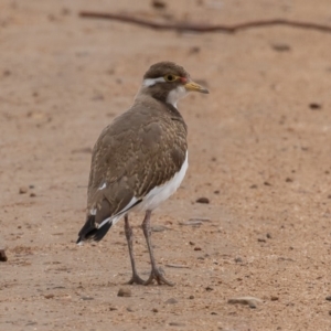 Vanellus tricolor at Rendezvous Creek, ACT - 8 Oct 2019