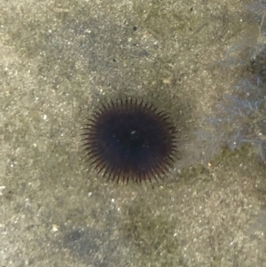 Myxicola infundibulum at suppressed - suppressed