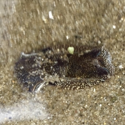 Unidentified Sea Slug, Sea Hare or Bubble Shell at Tuross Head, NSW - 7 Oct 2019 by AndrewCB