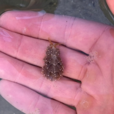 Unidentified Sea Slug / Sea Hare / Bubble Shell at Tuross Head, NSW - 6 Oct 2019 by AndrewCB