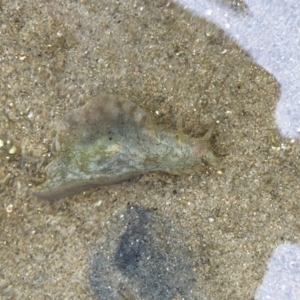 Aplysia sydneyensis at Tuross Head, NSW - 7 Oct 2019