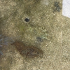 Unverified Sea Slug, Sea Hare or Bubble Shell at Tuross Head, NSW - 7 Oct 2019 by AndrewCB