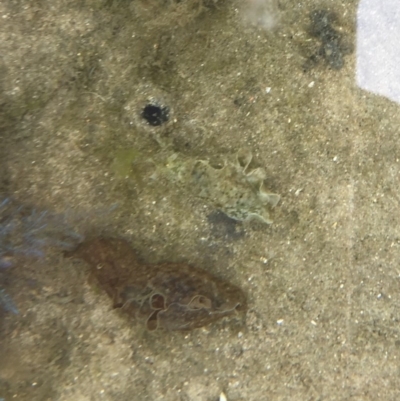 Unidentified Sea Slug / Sea Hare / Bubble Shell at Tuross Head, NSW - 7 Oct 2019 by AndrewCB