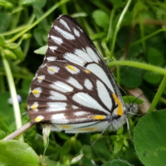 Belenois java (Caper White) at Kambah, ACT - 7 Oct 2019 by MatthewFrawley