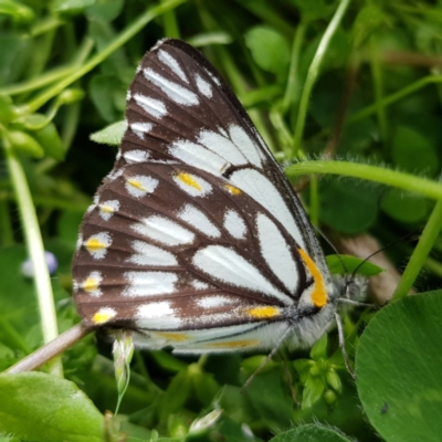 Belenois java (Caper White) at Kambah, ACT - 7 Oct 2019 by MatthewFrawley