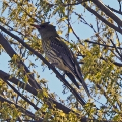 Oriolus sagittatus (Olive-backed Oriole) at Isabella Pond - 7 Oct 2019 by RodDeb