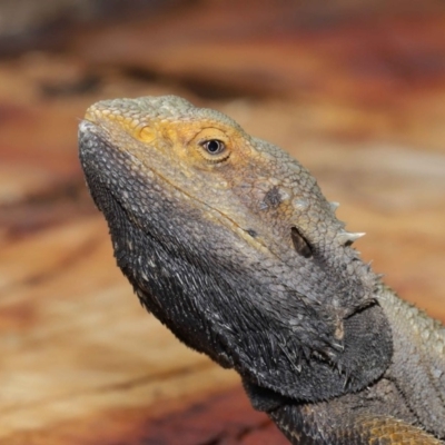 Pogona barbata (Eastern Bearded Dragon) at Acton, ACT - 2 Oct 2019 by TimL