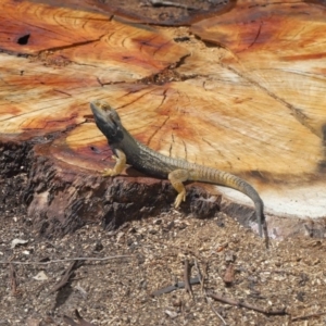 Pogona barbata at Acton, ACT - 2 Oct 2019