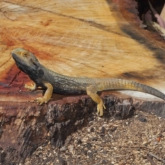 Pogona barbata at Acton, ACT - 2 Oct 2019