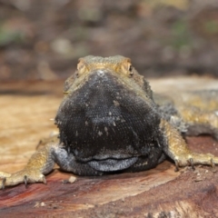 Pogona barbata at Acton, ACT - suppressed