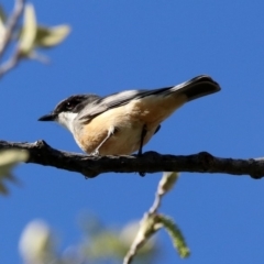 Pachycephala rufiventris (Rufous Whistler) at Tuggeranong Creek to Monash Grassland - 7 Oct 2019 by RodDeb