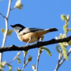 Pachycephala rufiventris at Monash, ACT - 7 Oct 2019