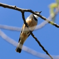 Pachycephala rufiventris at Monash, ACT - 7 Oct 2019