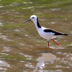 Himantopus leucocephalus (Pied Stilt) at Tuggeranong Creek to Monash Grassland - 7 Oct 2019 by RodDeb