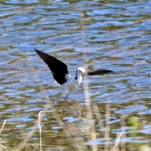 Himantopus leucocephalus at Isabella Plains, ACT - 7 Oct 2019 02:10 PM