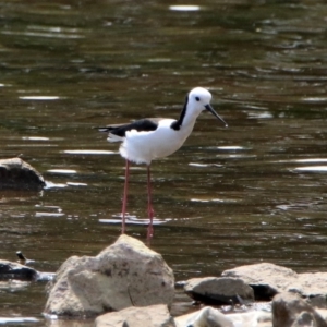 Himantopus leucocephalus at Isabella Plains, ACT - 7 Oct 2019 02:10 PM