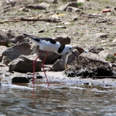 Himantopus leucocephalus at Isabella Plains, ACT - 7 Oct 2019 02:10 PM