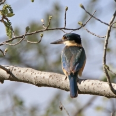 Todiramphus sanctus (Sacred Kingfisher) at Tuggeranong Creek to Monash Grassland - 7 Oct 2019 by RodDeb