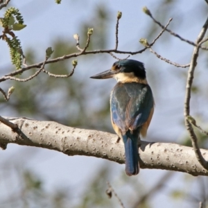 Todiramphus sanctus at Monash, ACT - 7 Oct 2019