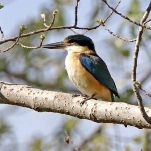 Todiramphus sanctus at Monash, ACT - 7 Oct 2019