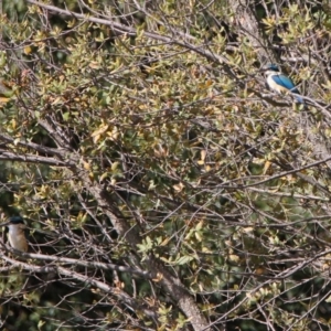 Todiramphus sanctus at Monash, ACT - 7 Oct 2019