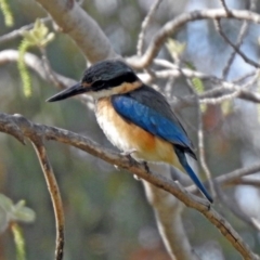 Todiramphus sanctus at Monash, ACT - 7 Oct 2019 04:09 PM