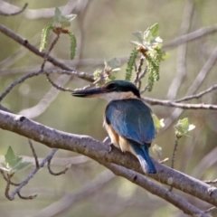 Todiramphus sanctus at Monash, ACT - 7 Oct 2019