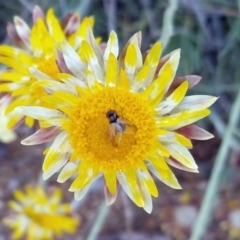 Phasia sp. (genus) (A bristle fly) at Molonglo Valley, ACT - 3 Oct 2019 by galah681