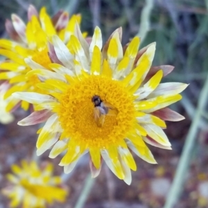 Phasia sp. (genus) at Molonglo Valley, ACT - 3 Oct 2019