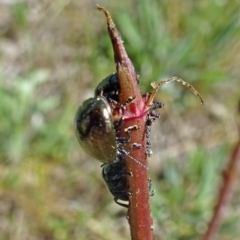 Chrysolina quadrigemina (Greater St Johns Wort beetle) at Molonglo Valley, ACT - 3 Oct 2019 by galah681