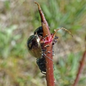 Chrysolina quadrigemina at Molonglo Valley, ACT - 3 Oct 2019 10:39 AM