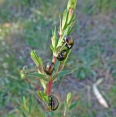 Chrysolina quadrigemina at Molonglo Valley, ACT - 3 Oct 2019