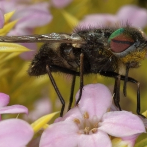 Dasybasis sp. (genus) at Kambah, ACT - 7 Oct 2019 02:27 PM