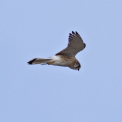 Falco cenchroides (Nankeen Kestrel) at Wanniassa Hill - 6 Oct 2019 by Marthijn