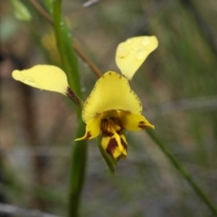 Diuris nigromontana (Black Mountain Leopard Orchid) at Acton, ACT - 8 Oct 2019 by shoko