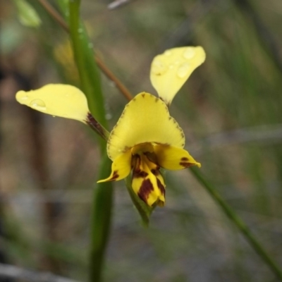 Diuris nigromontana (Black Mountain Leopard Orchid) at Black Mountain - 8 Oct 2019 by shoko