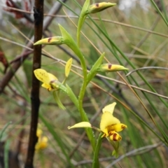 Diuris nigromontana at Acton, ACT - 8 Oct 2019