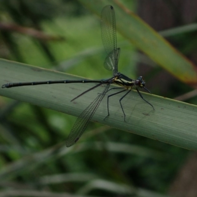 Austroargiolestes icteromelas (Common Flatwing) at Berry, NSW - 5 Oct 2019 by Jeannie