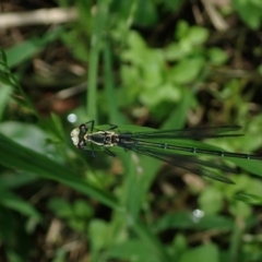 Austroargiolestes icteromelas at Berry, NSW - 5 Oct 2019