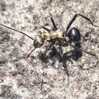Polyrhachis semiaurata (A golden spiny ant) at Bomaderry Creek Regional Park - 6 Oct 2019 by Christine