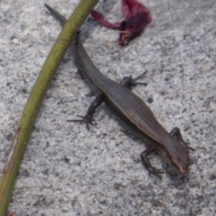 Lampropholis delicata (Delicate Skink) at Bomaderry Creek Regional Park - 6 Oct 2019 by Christine