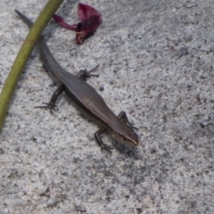 Lampropholis delicata at Bomaderry Creek Regional Park - 6 Oct 2019