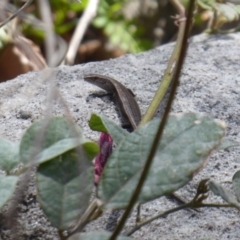 Lampropholis delicata at Bomaderry Creek Regional Park - 6 Oct 2019