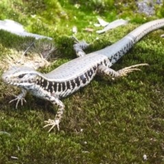 Eulamprus quoyii (Eastern Water Skink) at Bomaderry Creek Regional Park - 6 Oct 2019 by Christine