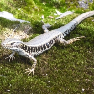 Eulamprus quoyii at Bomaderry Creek Regional Park - 6 Oct 2019