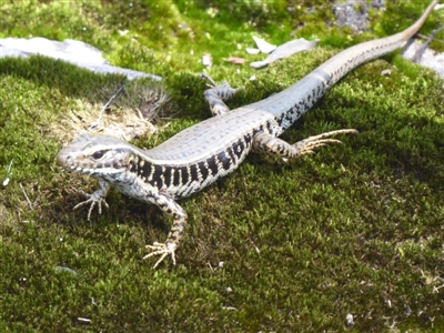 Eulamprus quoyii (Eastern Water Skink) at Bomaderry Creek Regional Park - 6 Oct 2019 by Christine