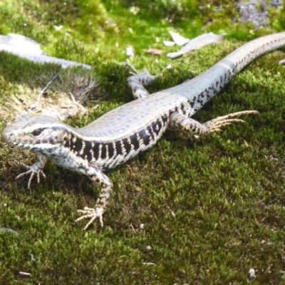 Eulamprus quoyii (Eastern Water Skink) at Bomaderry, NSW - 6 Oct 2019 by Christine