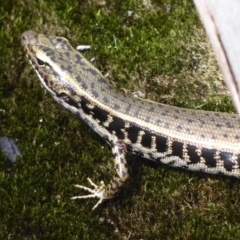 Eulamprus quoyii at Bomaderry Creek Regional Park - 6 Oct 2019